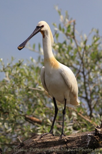WildLife Photos of Birds, Spoonbills, Flamingos & others, Eurasian Spoonbill, Platalea leucorodia
